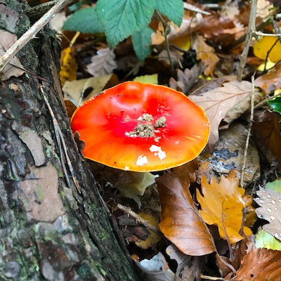 Fliegenpilz Wandern im Herbst