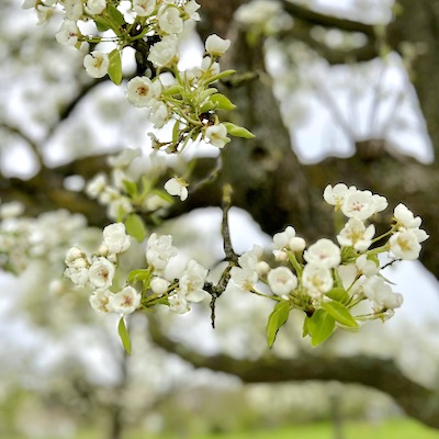 Obstblütenwanderweg Leichlingen