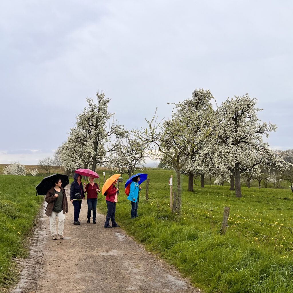 Obstblütenwanderung Leichlingen