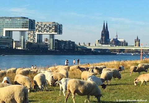 SALZ-Freizeit Treff Poller Wiesen Köln Schafherde