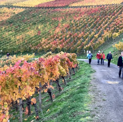 Wandern im Herbst auf dem Rotweinwanderweg